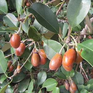 10 Caqui Fruta Benefits Para Mejorar Salud