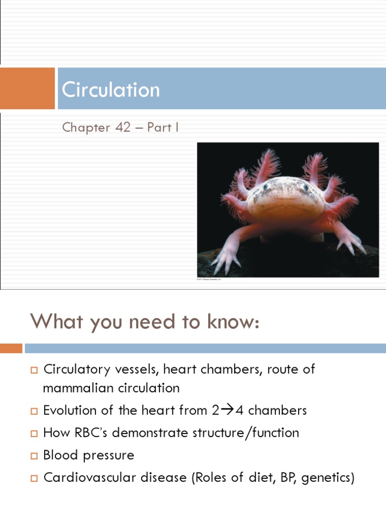 10+ Circulatory System 3D Animations For Improved Learning