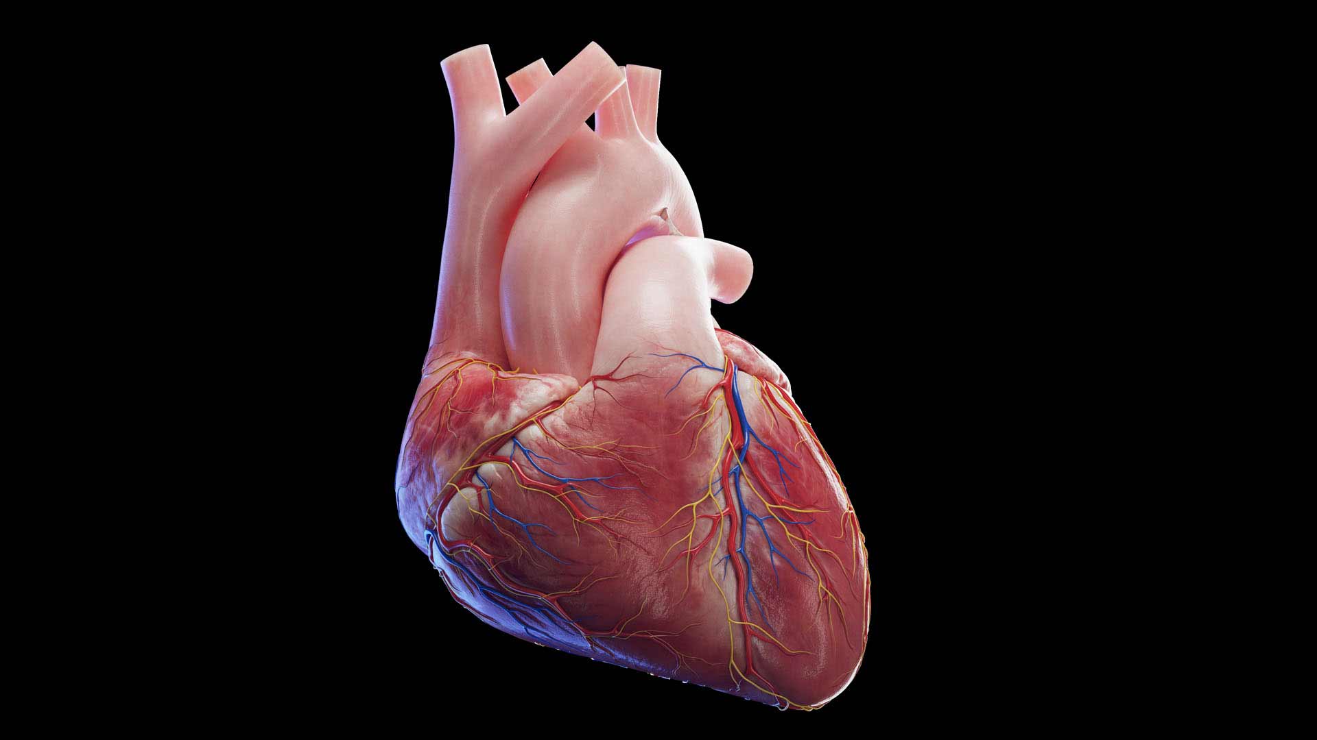 12 Circulatory System 3D Models For Better Understanding 12 Circulatory System 3D Models For Better Understanding