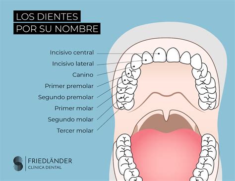 12+ Datos Sobre Dientes Humanos Que Debes Conocer