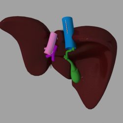 12+ Liver 3D Models For Enhanced Medical Accuracy
