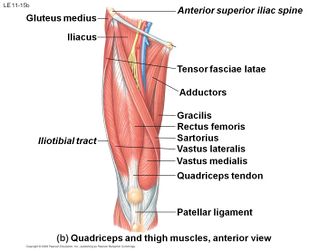 12+ Quadriceps Tendon Stretches To Reduce Injury Risk