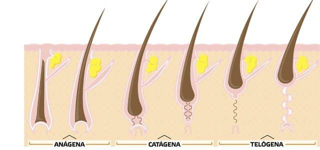 12+ Segredos De Crescimento Do Cabelo Para Maior Resistência