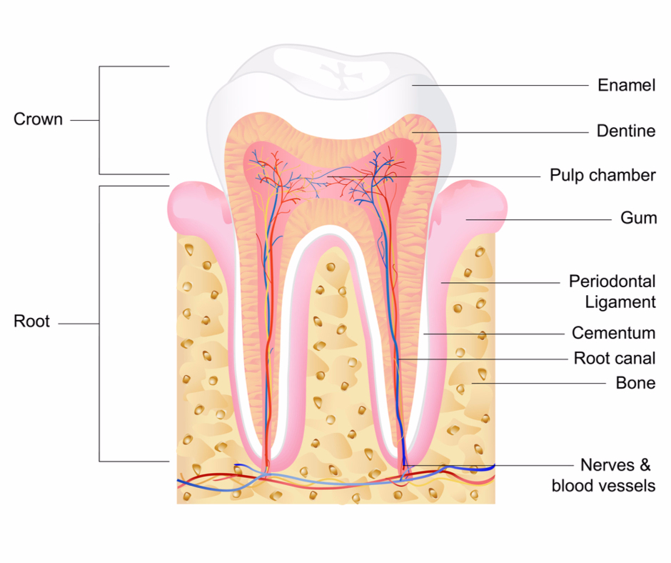 12+ Ways Stem Cells Fix Tooth Loss