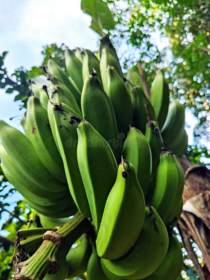 12+ Ways To Ease Unripe Banana Stomach Pain