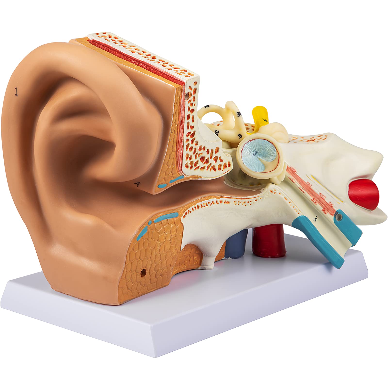 3D Model Of An Ear