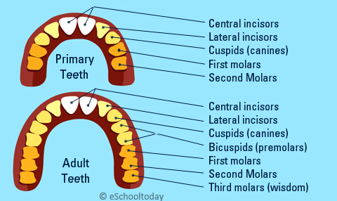 Adult With Milk Teeth