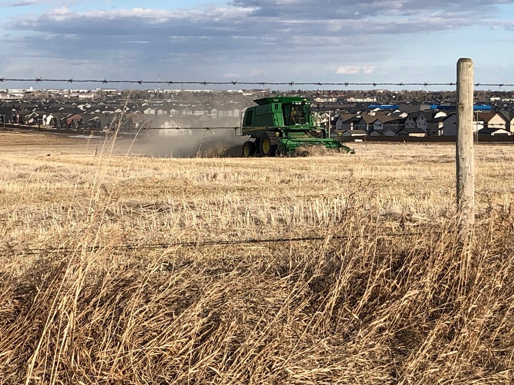 Alberta Crop Report Alberta Crop Report