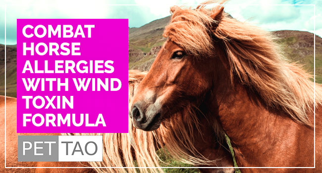 Allergies And Wind