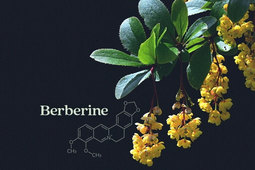 Berberina Hcl Benefits Revealed