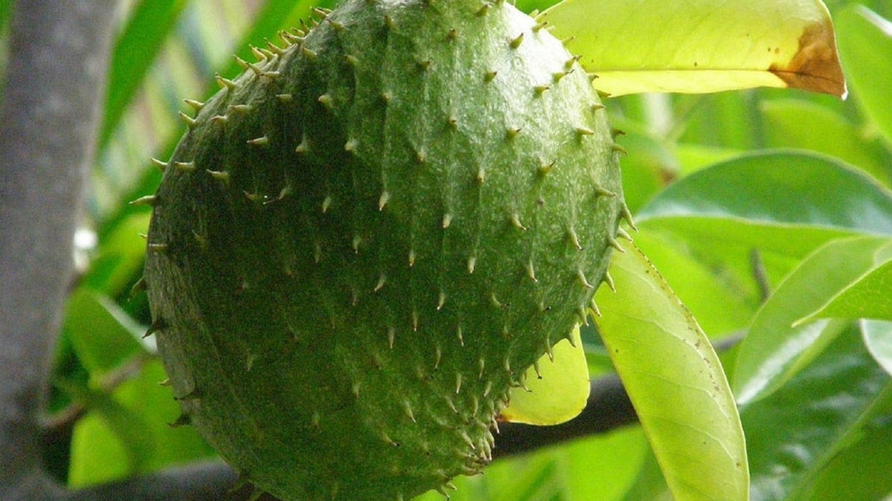 Berberine: Reduz Açúcar No Sangue