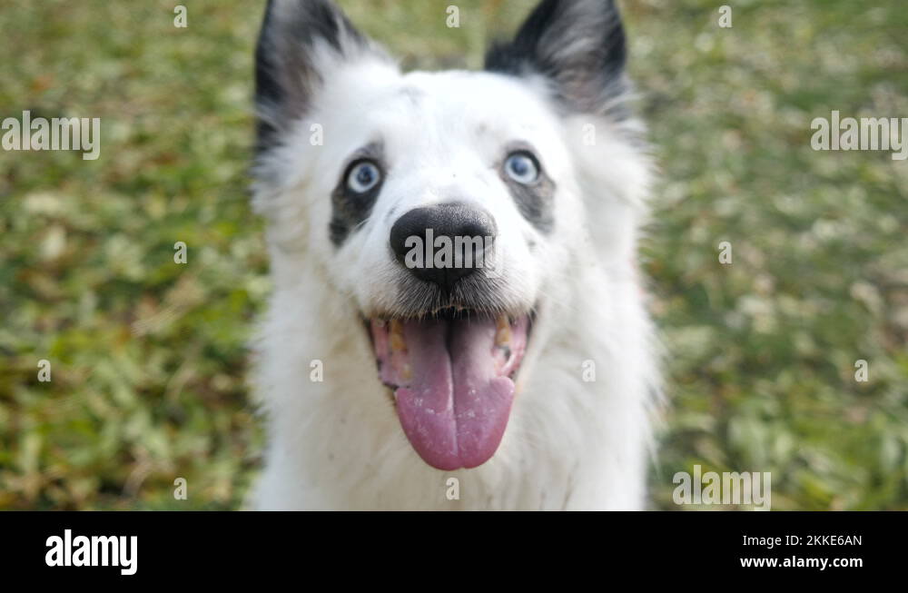 Black Spot On Tongue Human