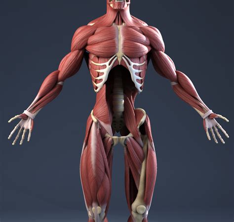 Bone 3D Model: Accurate Anatomy Visualization