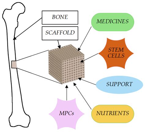 Bone 3D Model: Enhance Medical Simulations Easily