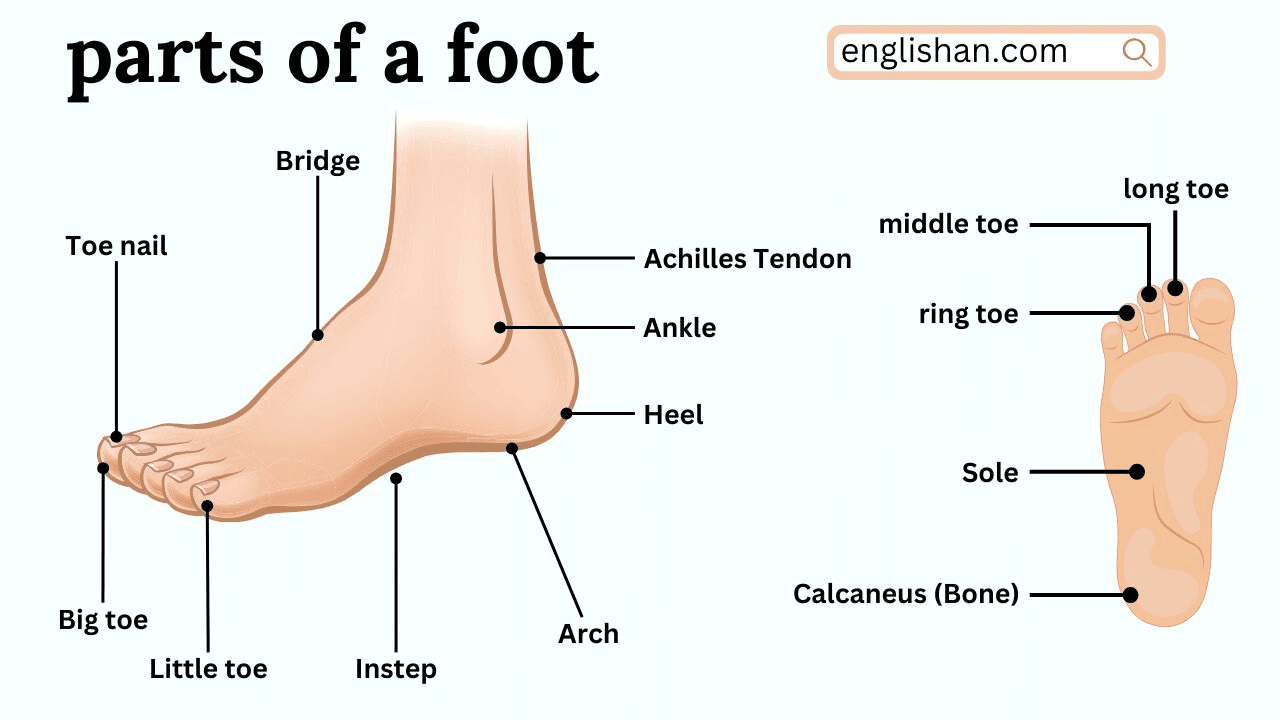Bottom Foot Parts