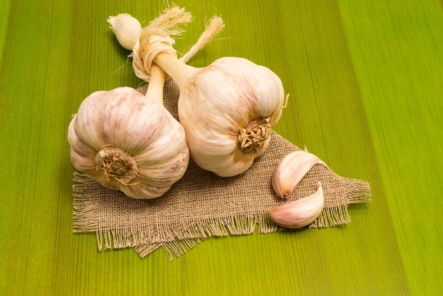 Can Garlic Cure Gum Infection
