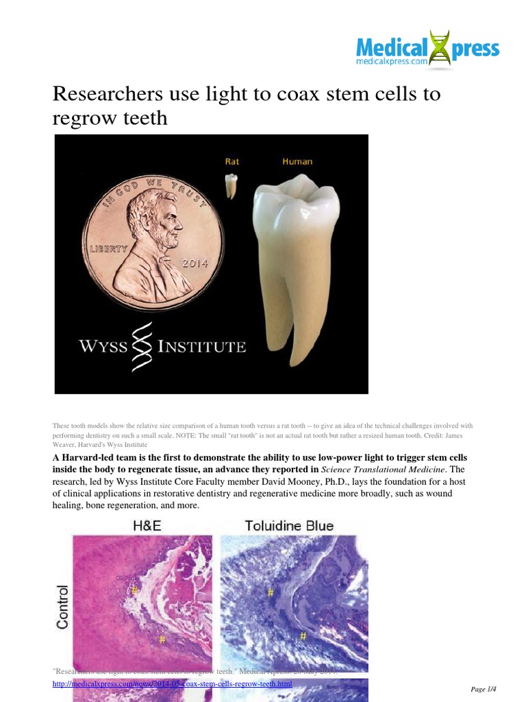 Can Stem Cells Regrow Teeth