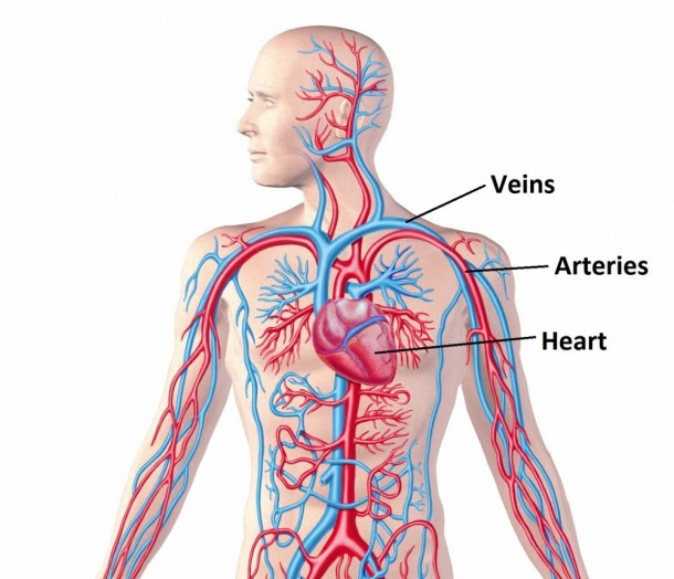 Cardiovascular System Model