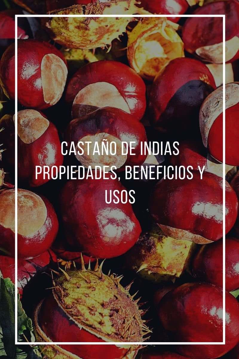 Castaño De Indias Beneficios