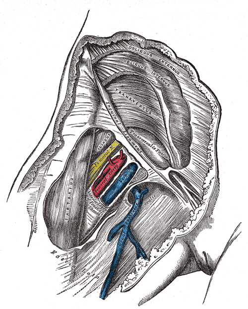 Central Line Femoral