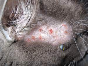 Chicken Eggs For Cat Allergies