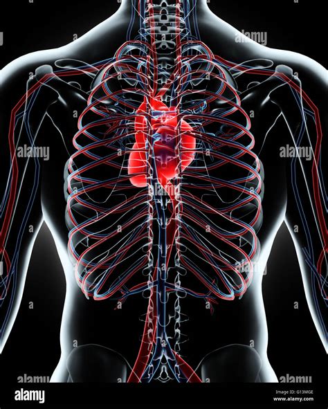 Circulatory System 3D Circulatory System 3D