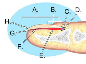 Complete Nail Avulsion Guide: Recovery Tips