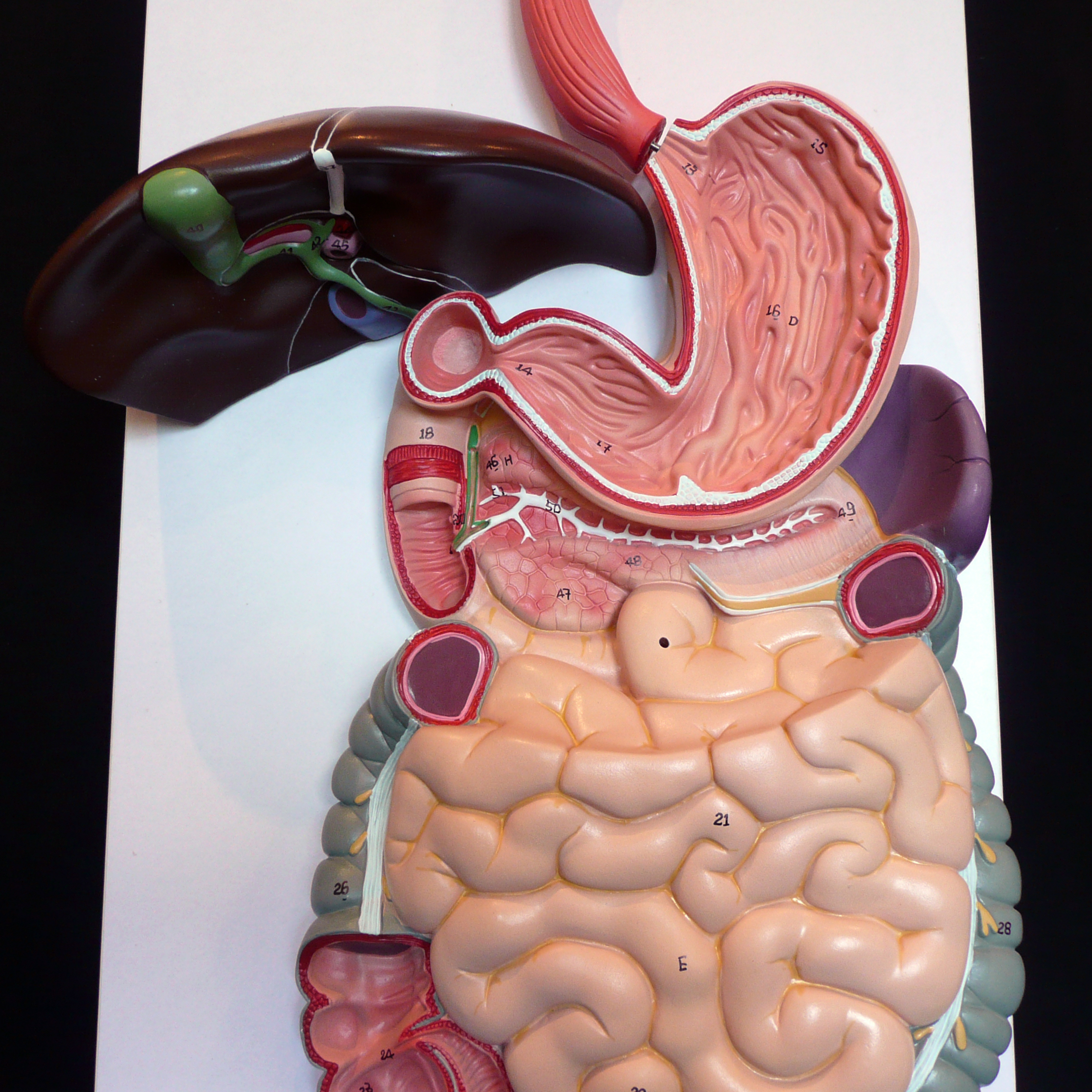 Digestive System 3D Pictures