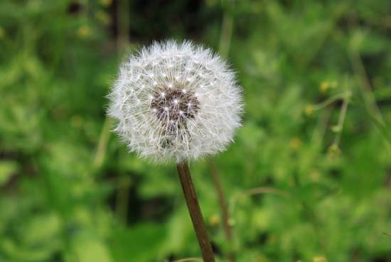Does Allergy Cause Body Aches