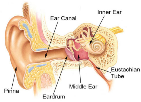Ear Tube Infections: Comprehensive Recovery Guide