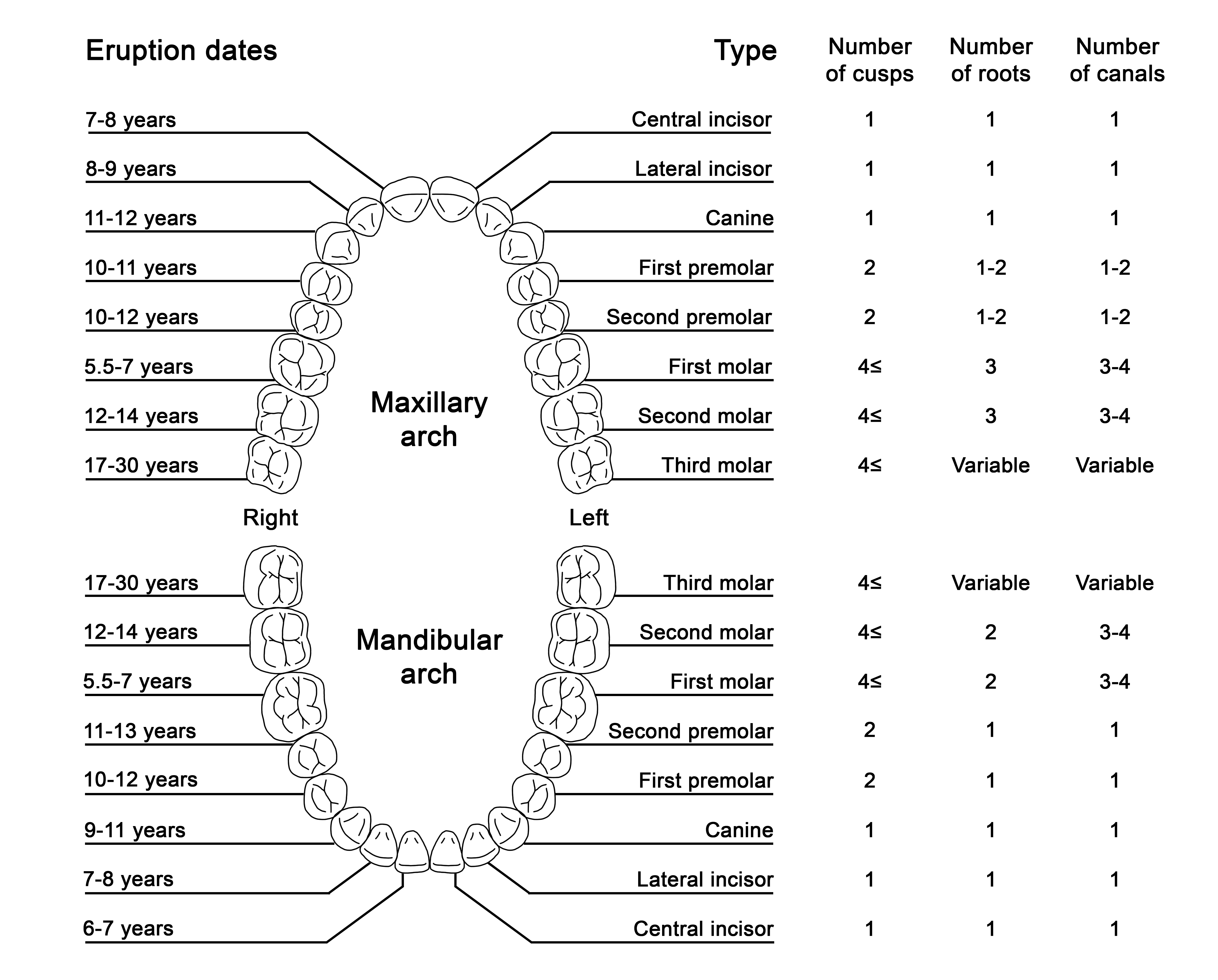 Eruption Sequence Of Permanent Dentition Eruption Sequence Of Permanent Dentition