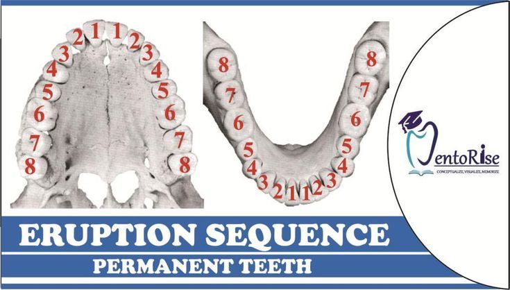 Eruption Sequence Of Permanent Teeth
