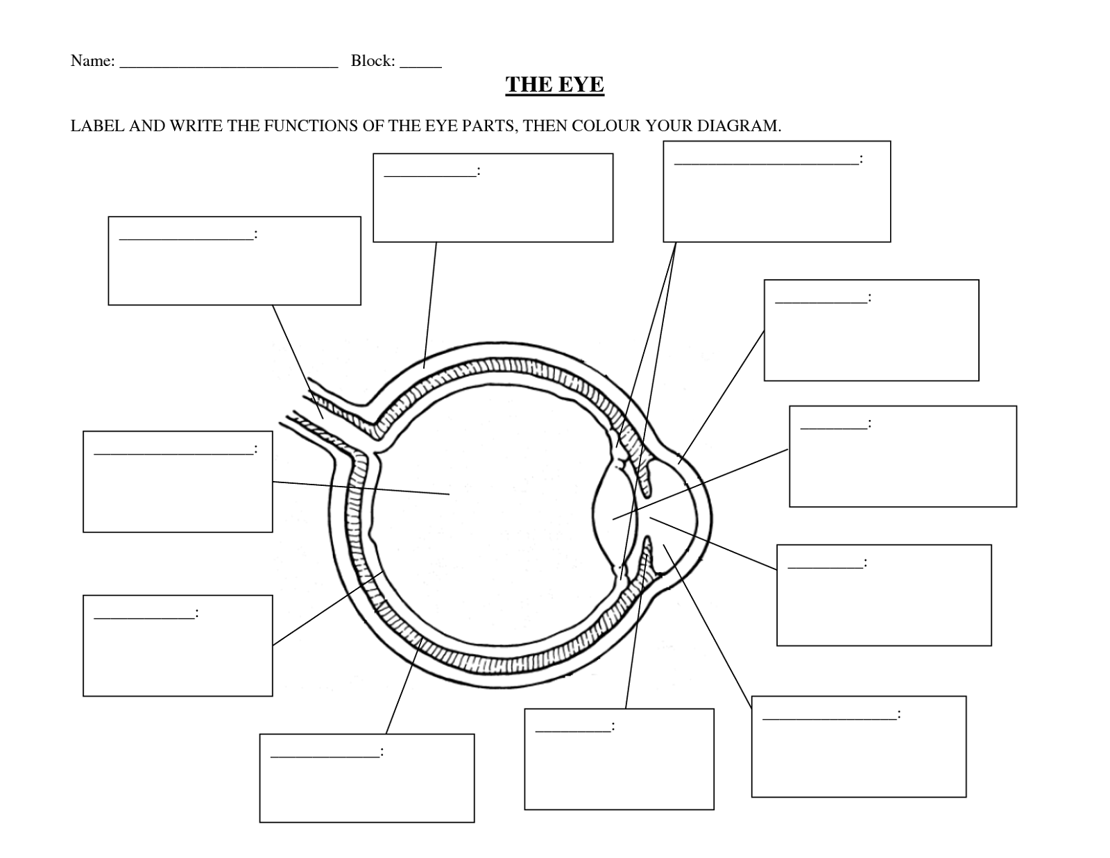 Eye Anatomy Human Eye Diagram Diagram Of The Eye Eye Anatomy Diagram Eye Anatomy Human Eye Diagram Diagram Of The Eye Eye Anatomy Diagram