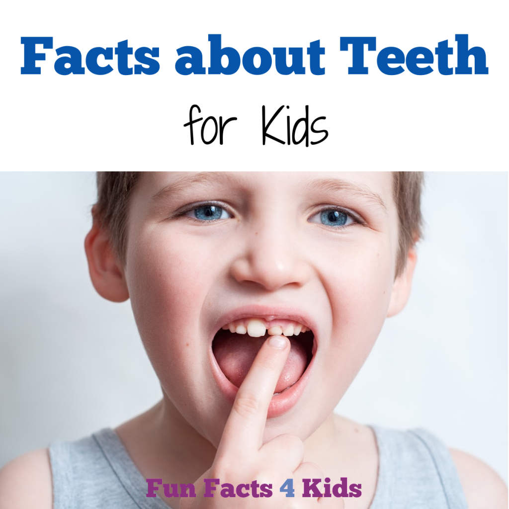 Facts About Teeth For Kids Facts About Teeth For Kids