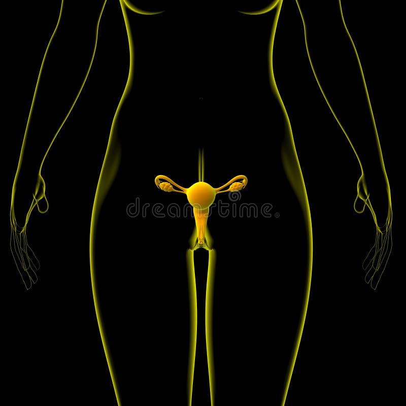 Female Reproductive System Anatomy For Medical Concept 3D Illustration Female Reproductive System Anatomy For Medical Concept 3D Illustration