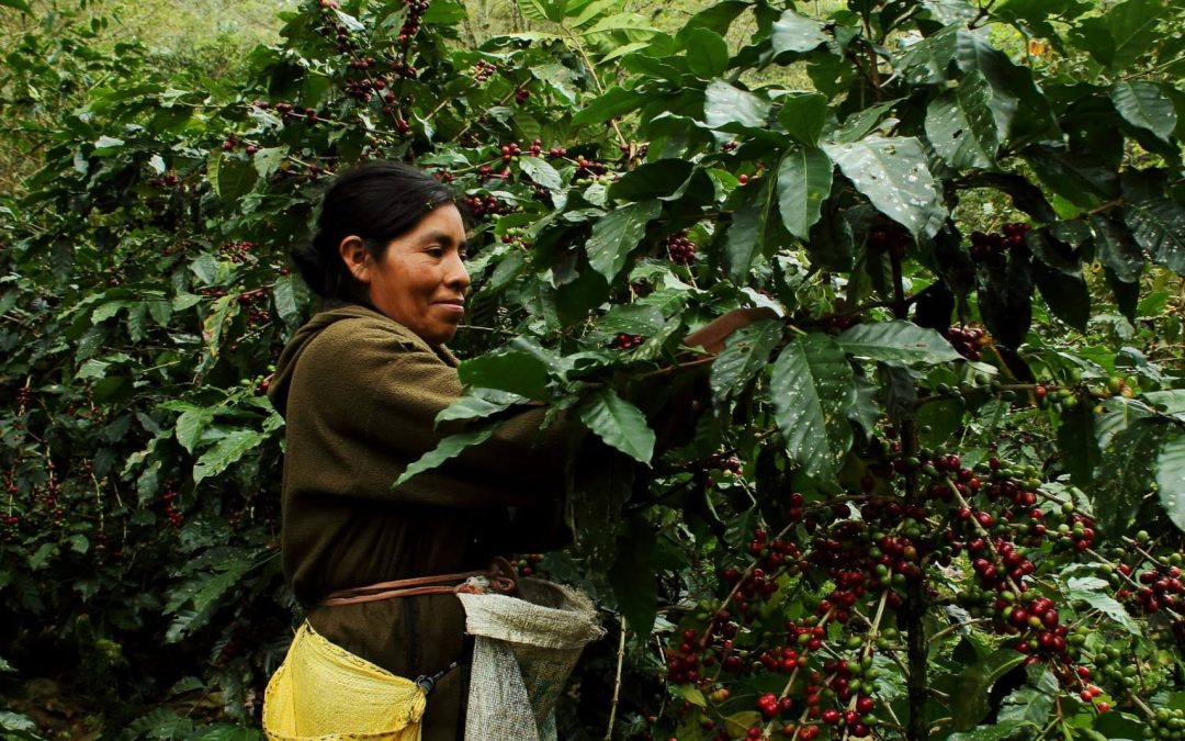 Ganoderma Coffee: Improves Health Daily