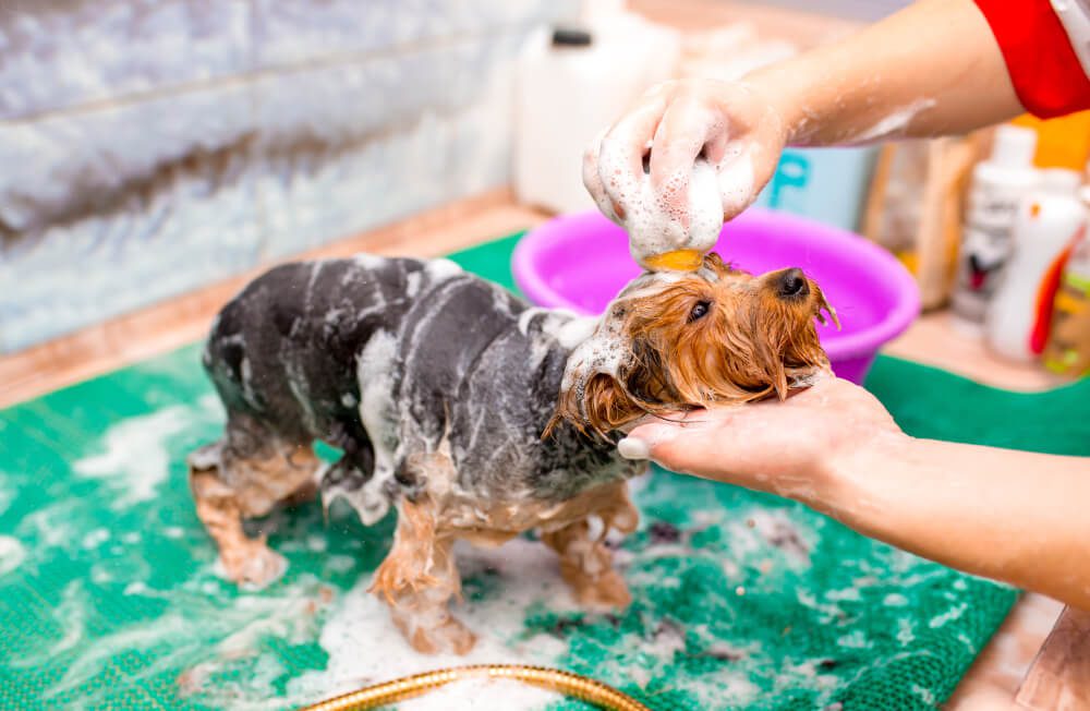 Head Lice And Dog Shampoo Head Lice And Dog Shampoo