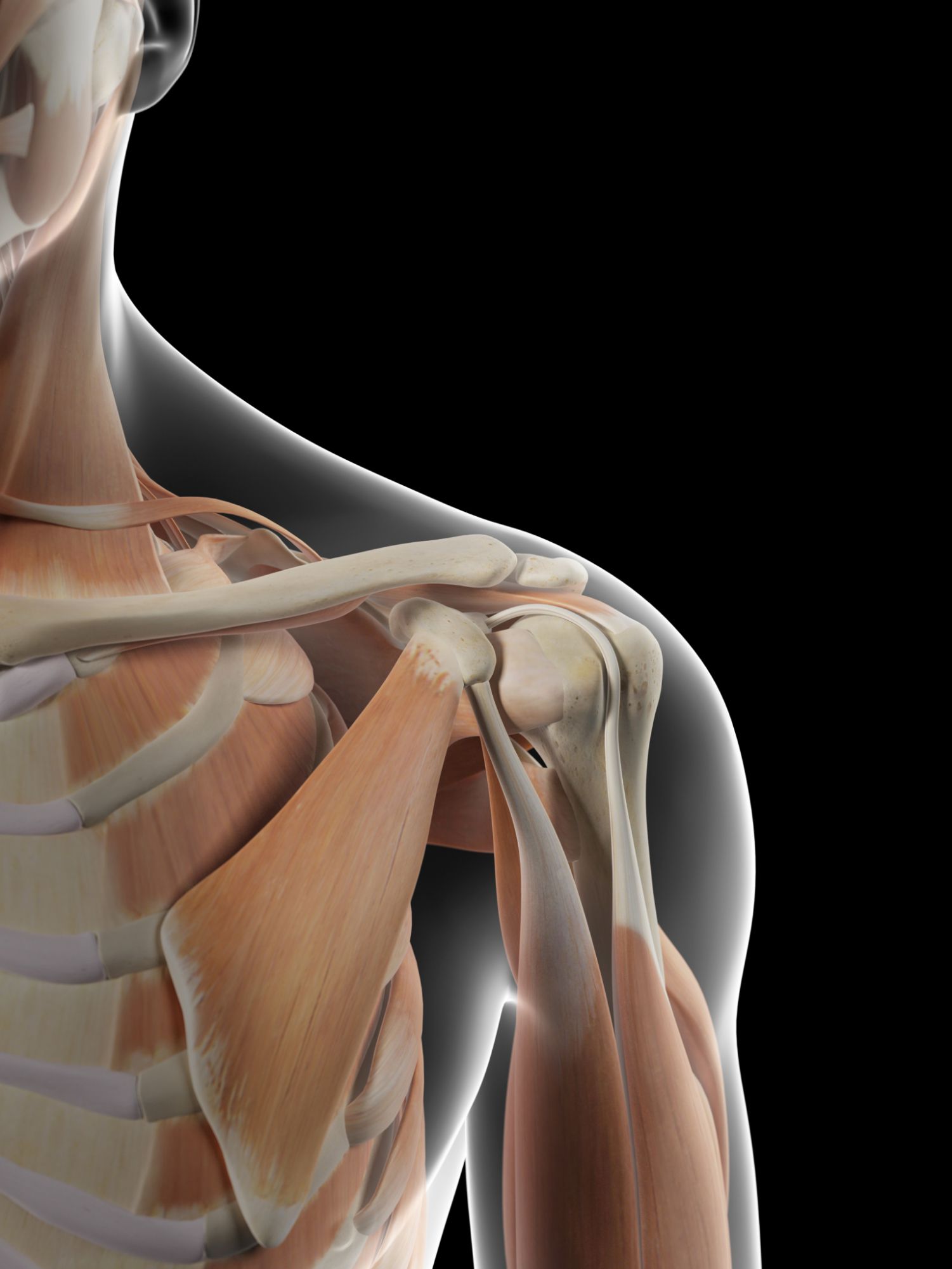 How Does 3D Shoulder Anatomy Work? Explore Now