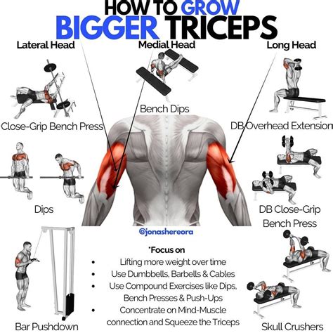 How To Treino Para Triceps Effectively? Fast Results