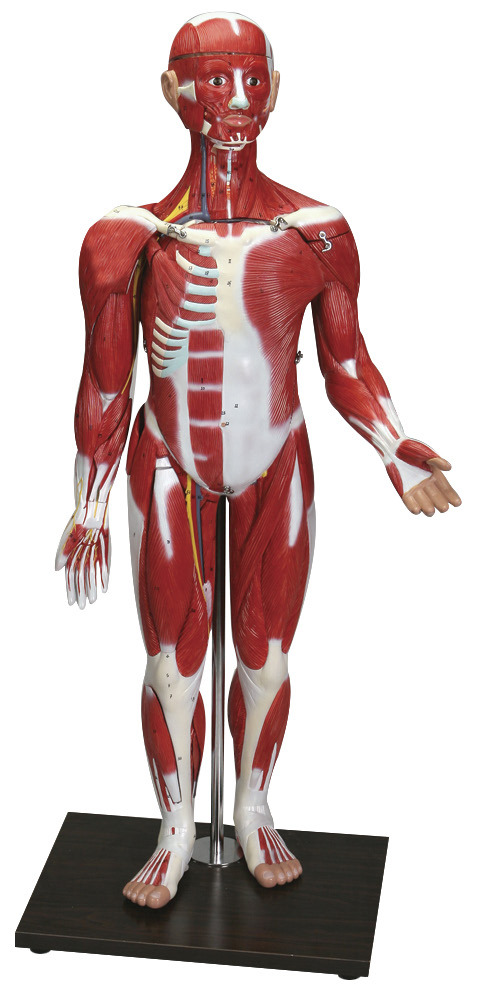 Human Muscle Model 35 Part Sahara Scientific Human Muscle Model 35 Part Sahara Scientific