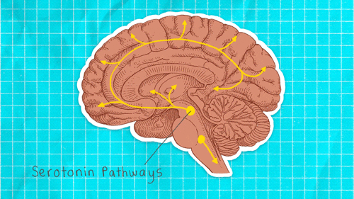 Huntington's Disease Neurotransmitters Huntington's Disease Neurotransmitters