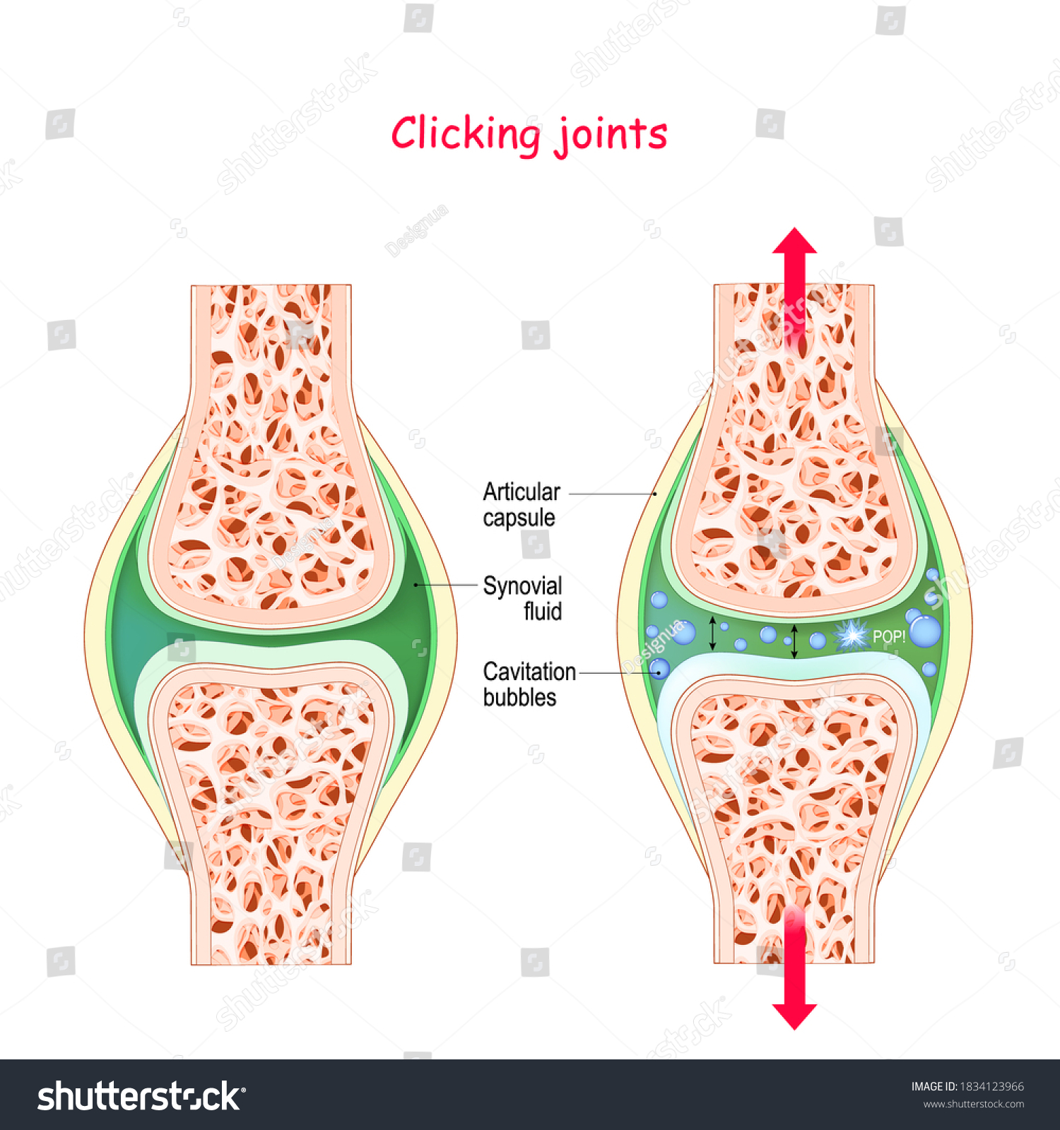 Joints And Popping Sound Physiological Mechanism Of Cavitation Joints And Popping Sound Physiological Mechanism Of Cavitation
