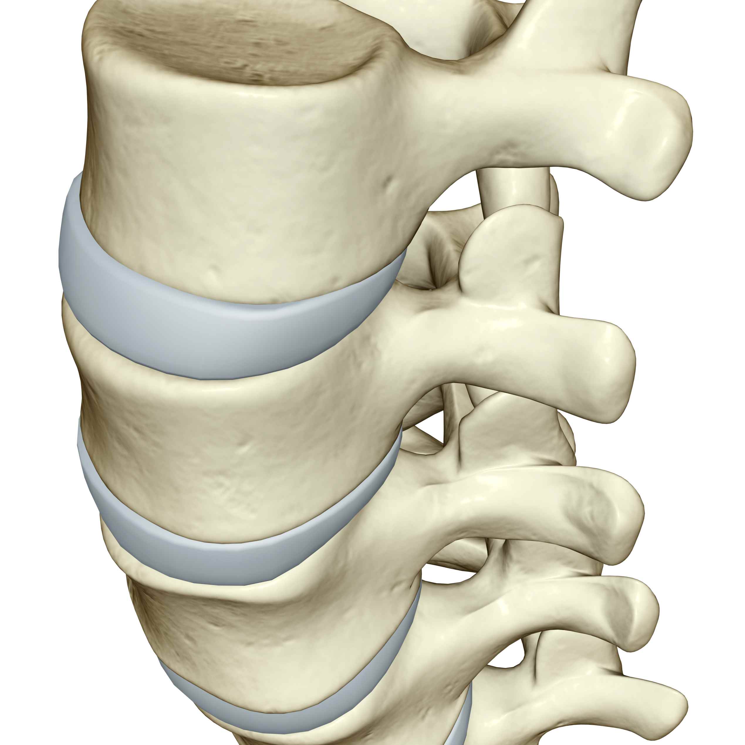 Laminae Of Vertebrae: Anatomy Guide