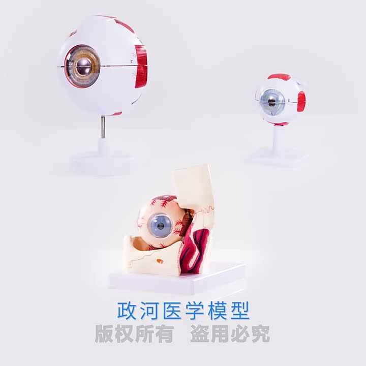 Lzd 3 Magnification Eyeball Anatomy Model Model Of Eyeball Triple Lzd 3 Magnification Eyeball Anatomy Model Model Of Eyeball Triple