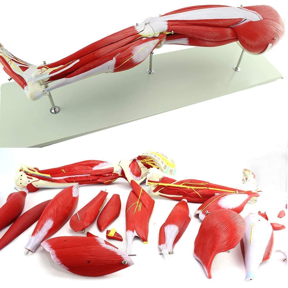 Medical Anatomical Model Human Muscle Model Human Anatomy Science Medical Anatomical Model Human Muscle Model Human Anatomy Science