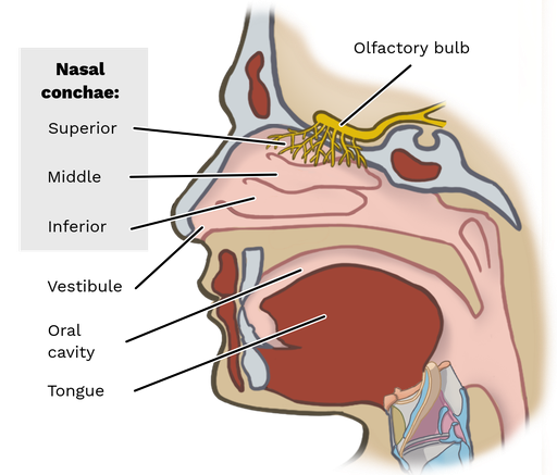 Nasal Cavity Hole