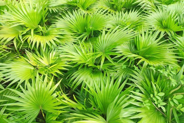 Para Q Sirve Saw Palmetto