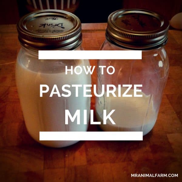 Pasteurize Goat Milk: Easy Home Method Guide