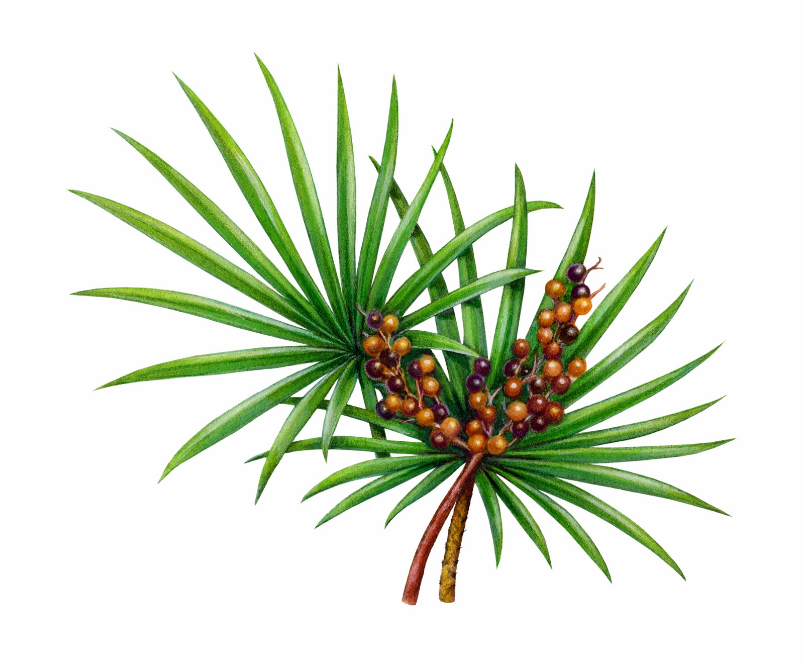 Saw Palmetto Guide: Prostate Health Solutions