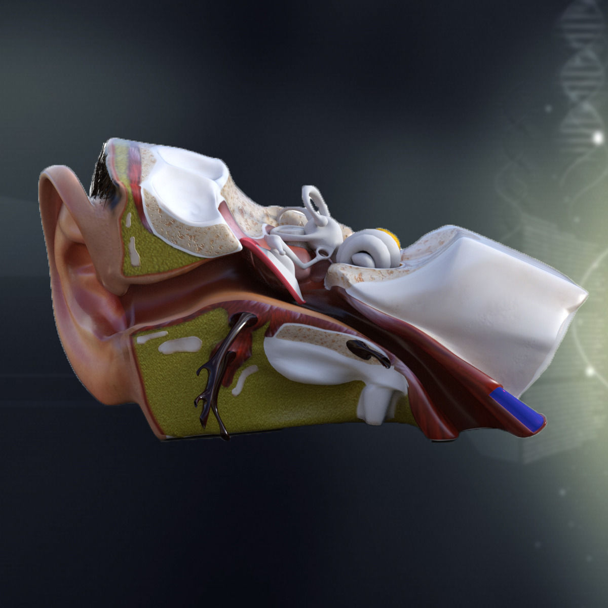 Step By Step How To Make 3D Human Ear Model Anatomy Stem Project For Step By Step How To Make 3D Human Ear Model Anatomy Stem Project For